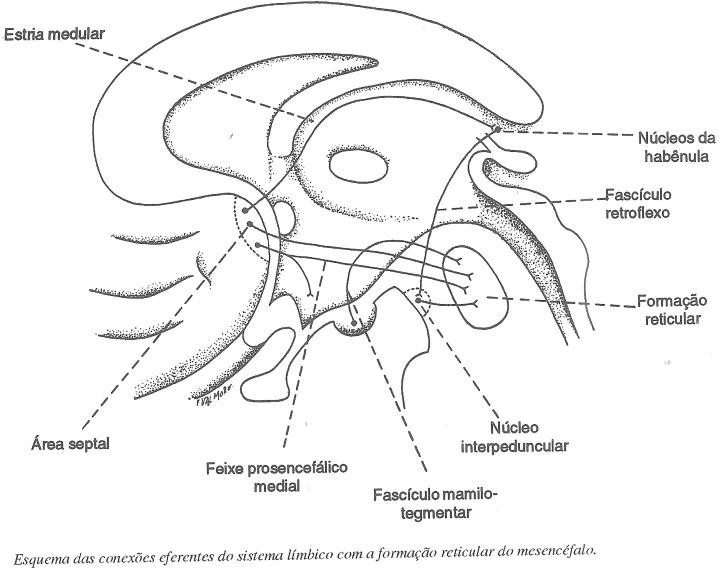 conexões eferentes do sistema límbico e formação reticular do mesencéfalo