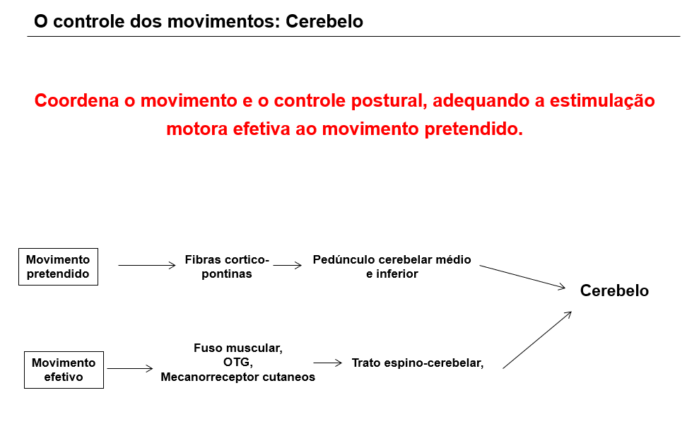 controle dos movimentos cerebelo