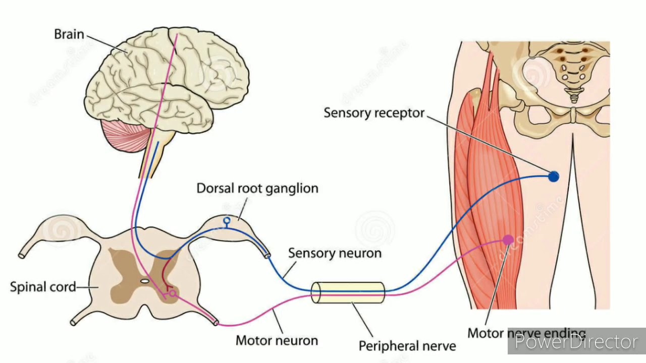 controle motor