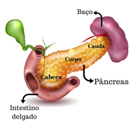 divisão do pâncreas