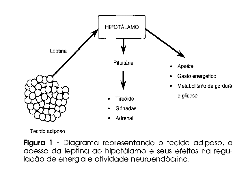 hormonios e hipotalamo