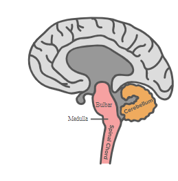 medula, cerebelo e bulbo