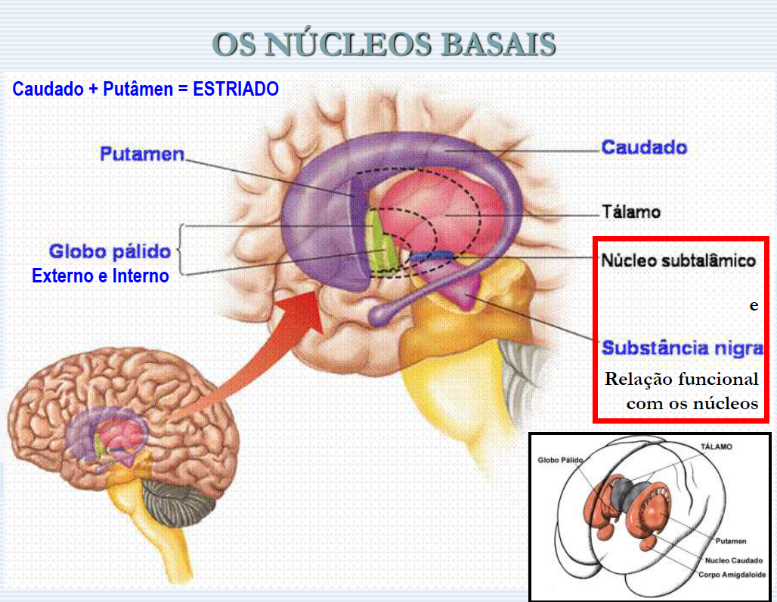 os núcleos basais