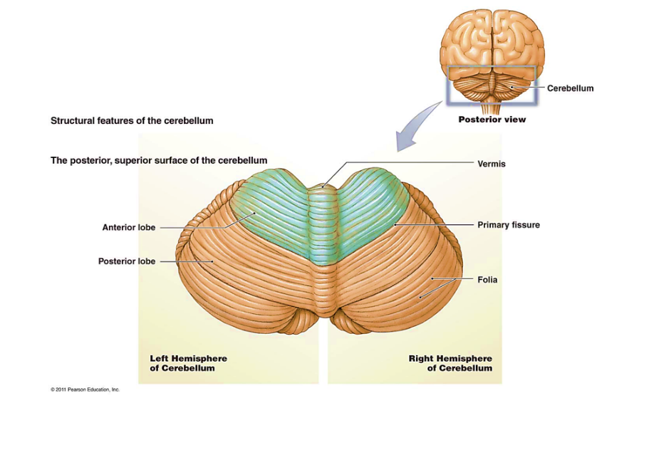 regiões do cerebelo