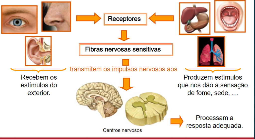 sistema neuro-hormonal