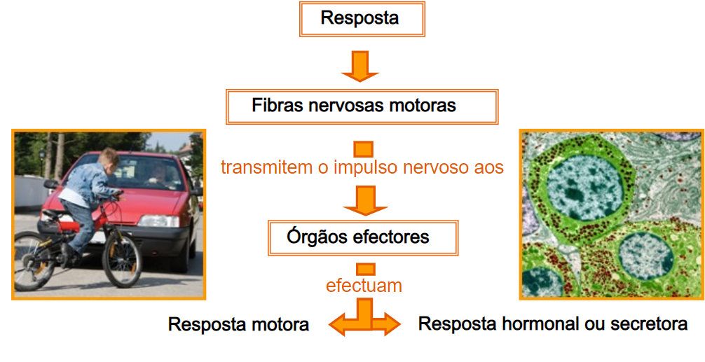 sistema neuro-hormonal 2