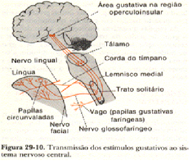 transmissão de estimulos ao sistema nervoso central