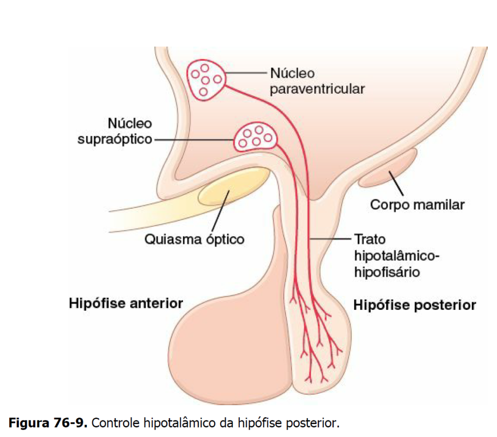 controle hipotalamico da hipófise posterior