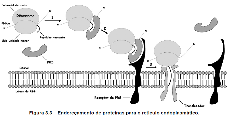 endereçamento de proteinas para o reticulo endosplasmático