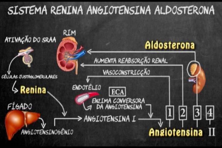 esquema renina,angiotensina,aldosterona
