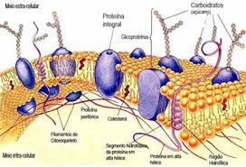 proteínas de membrana