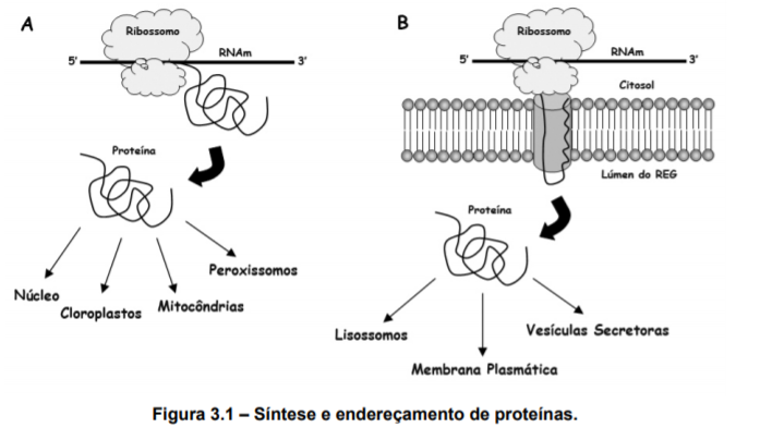 sintese de endereçamento de proteínas