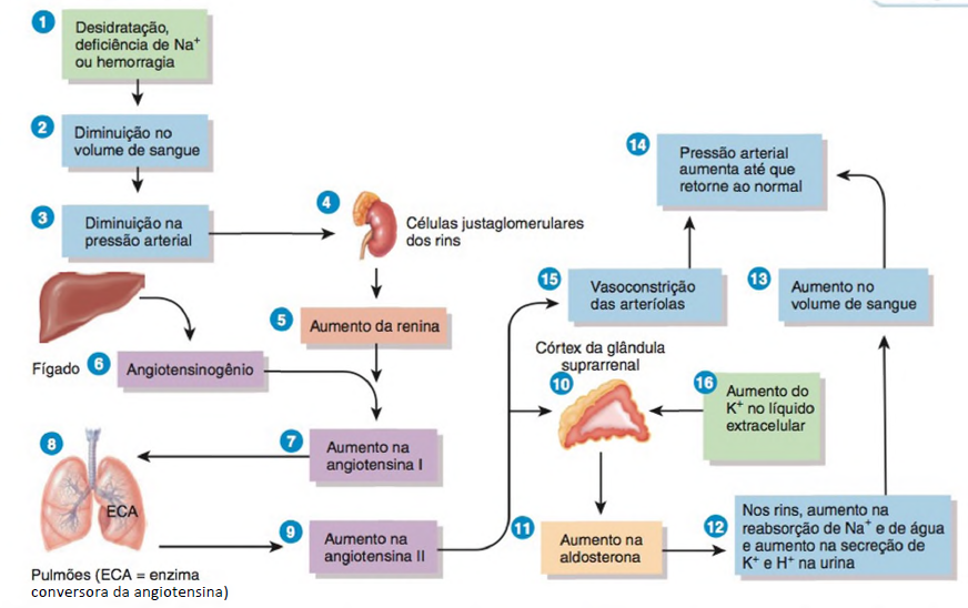 sistema renina,angiotensina,aldosterona