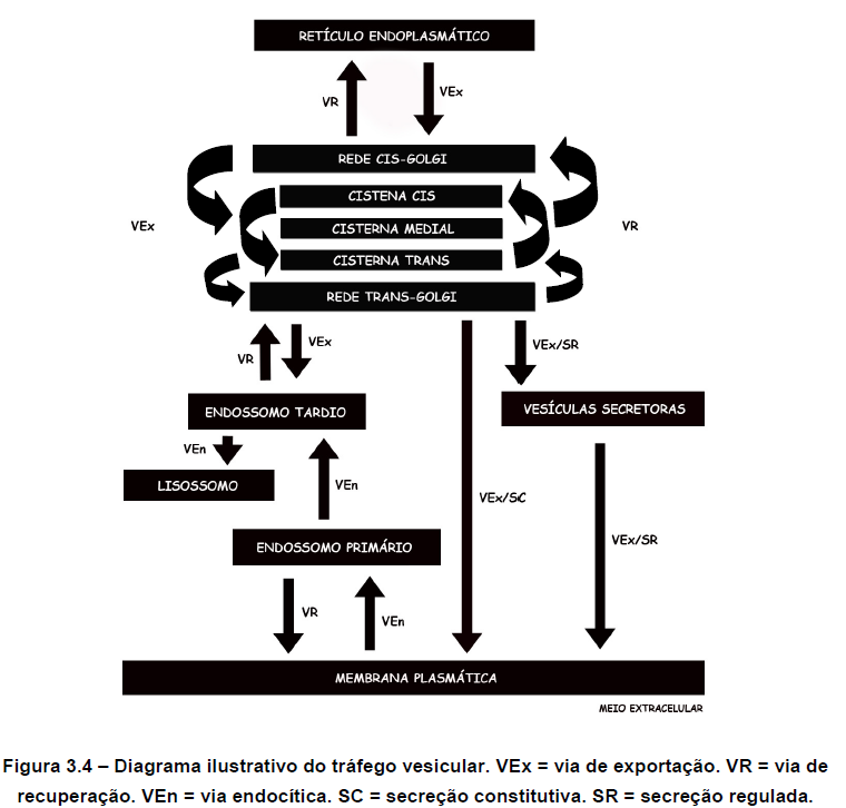 trafego vesicular