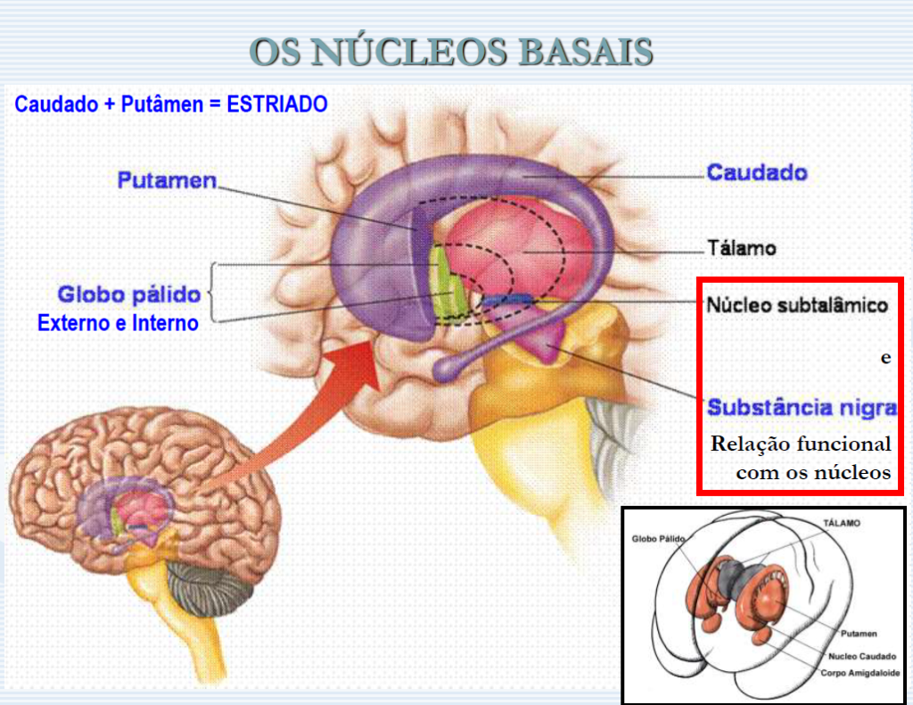 Os nucleos Basais.