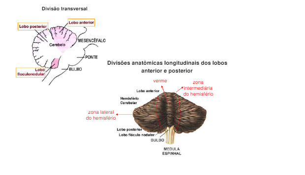 divisão anatomica do cerebelo