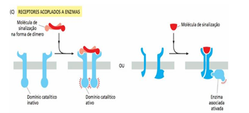 receptores acoplados a enzimas