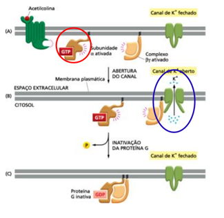 receptores acoplados a proteína G.