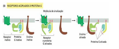receptores acoplados a proteína G