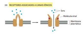 receptores associados a canais ionicos