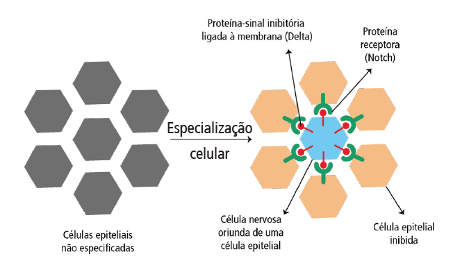 desenvolvimento neural