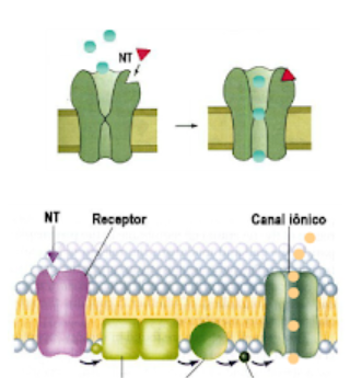 receptores ionotropicos