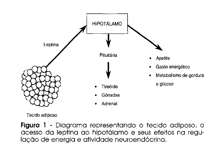diagrama hipotalamo